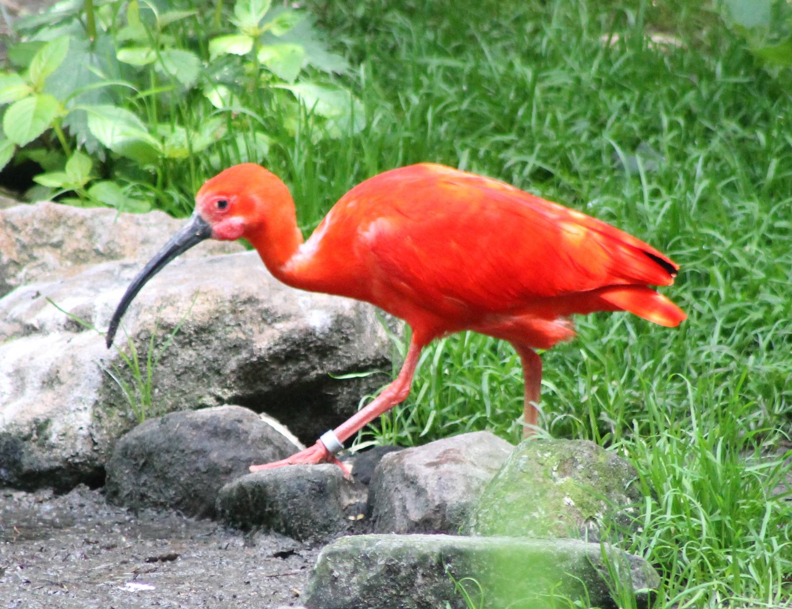 Scarlet ibis