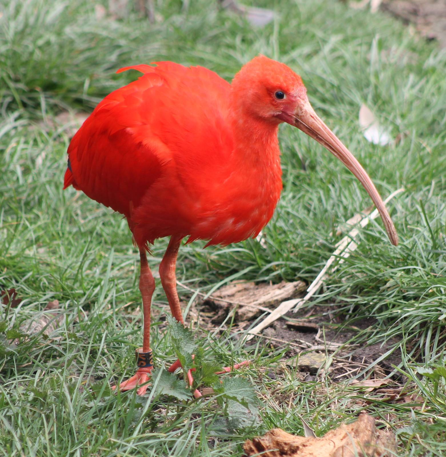 Scarlet ibis