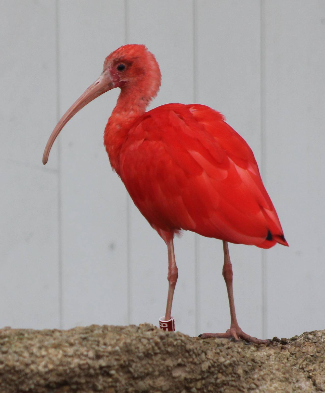 Scarlet ibis