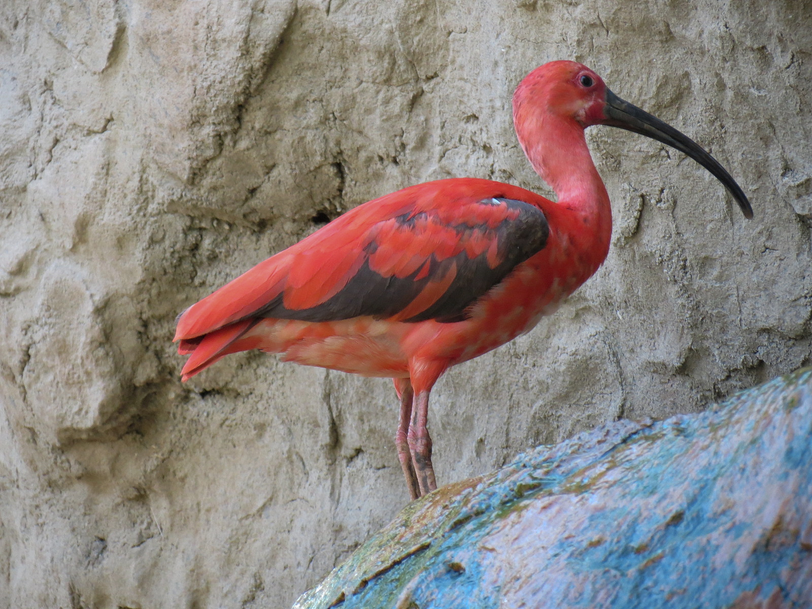 Scarlet Ibis