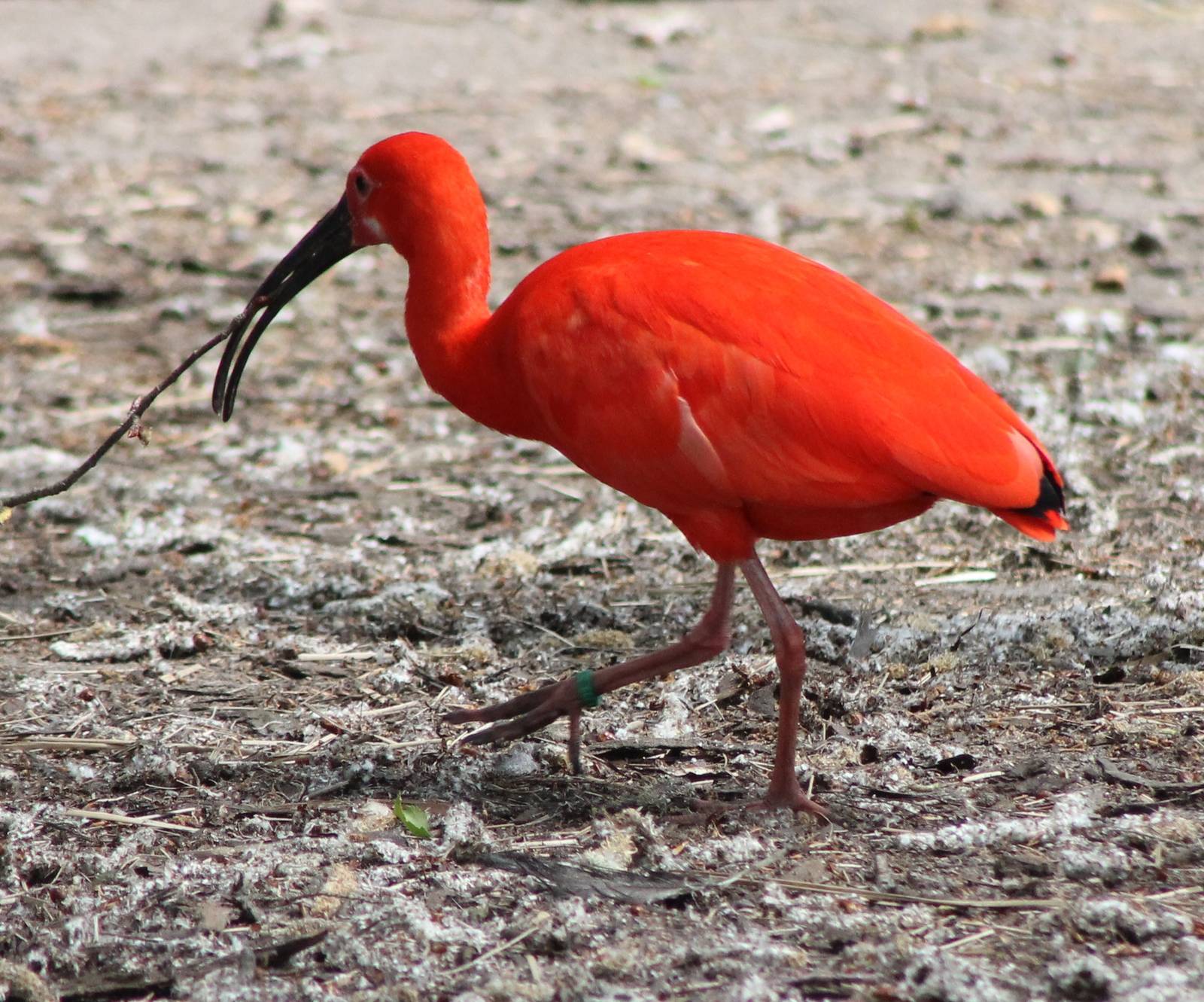 Scarlet ibis