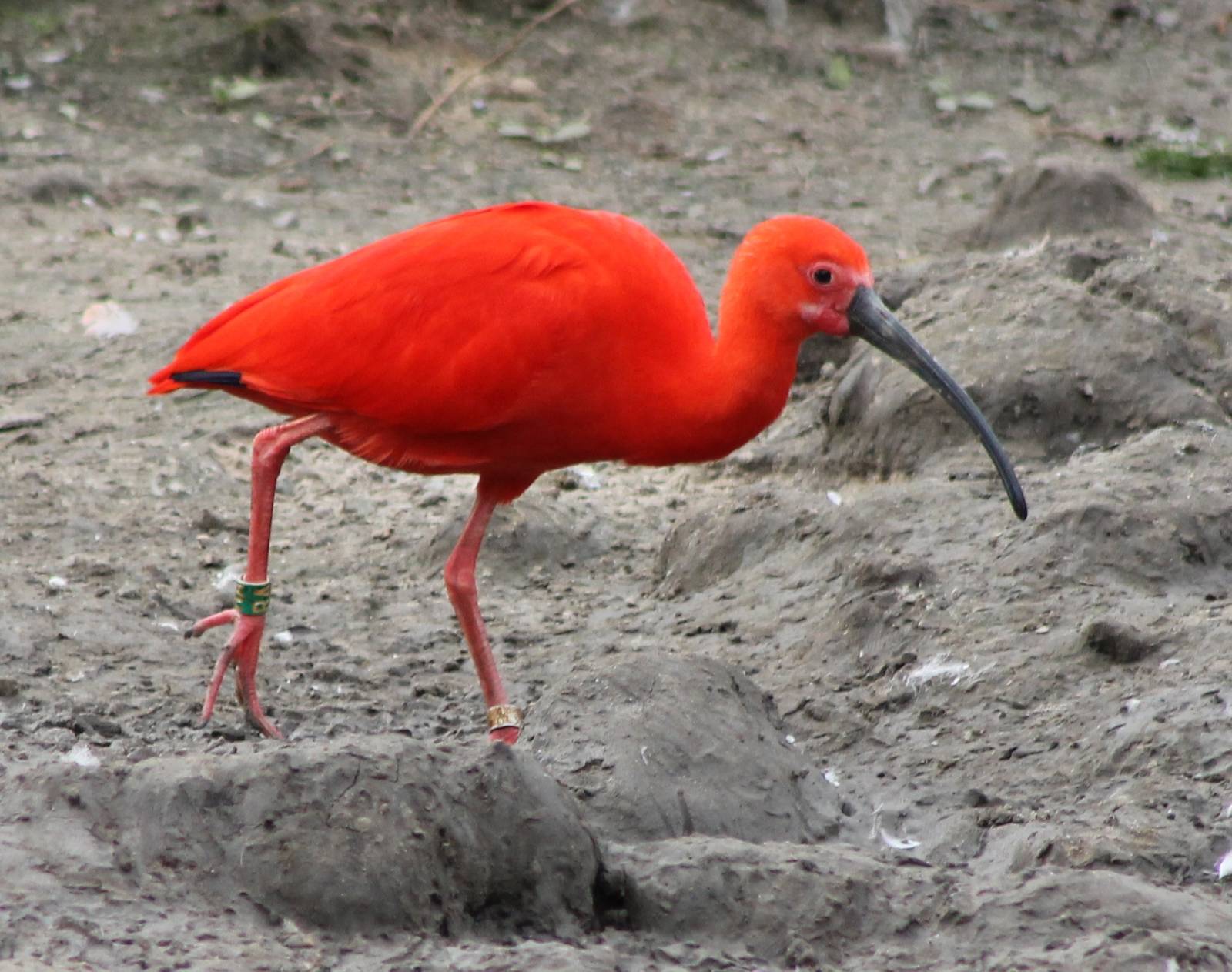 Scarlet ibis