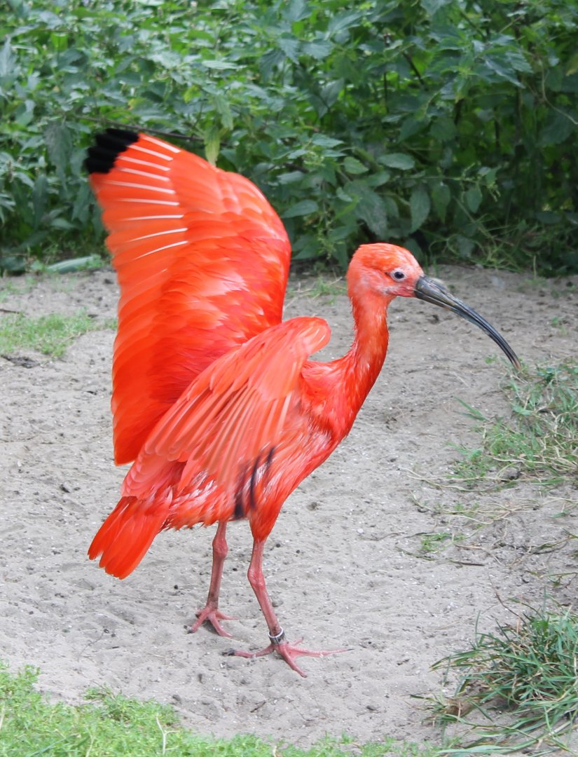 Scarlet ibis