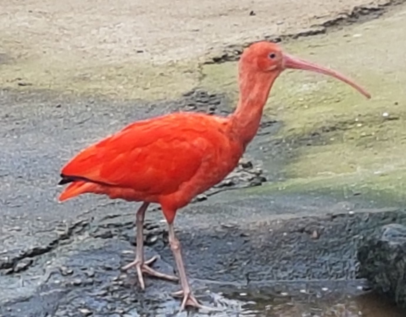 Scarlet ibis