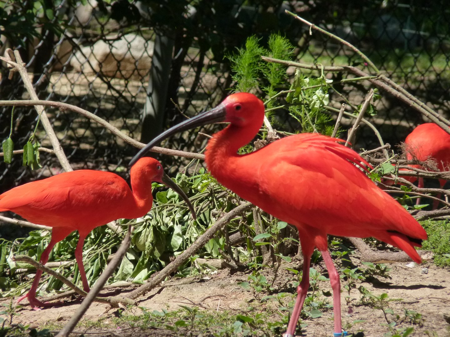 Scarlet ibis