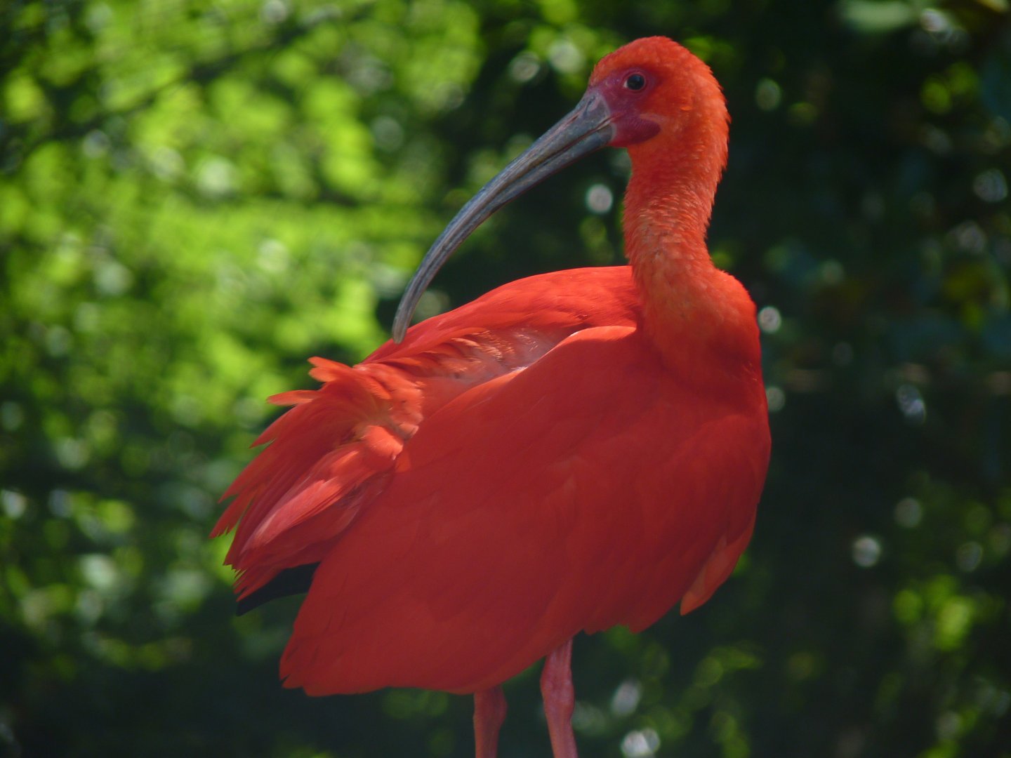 Scarlet ibis