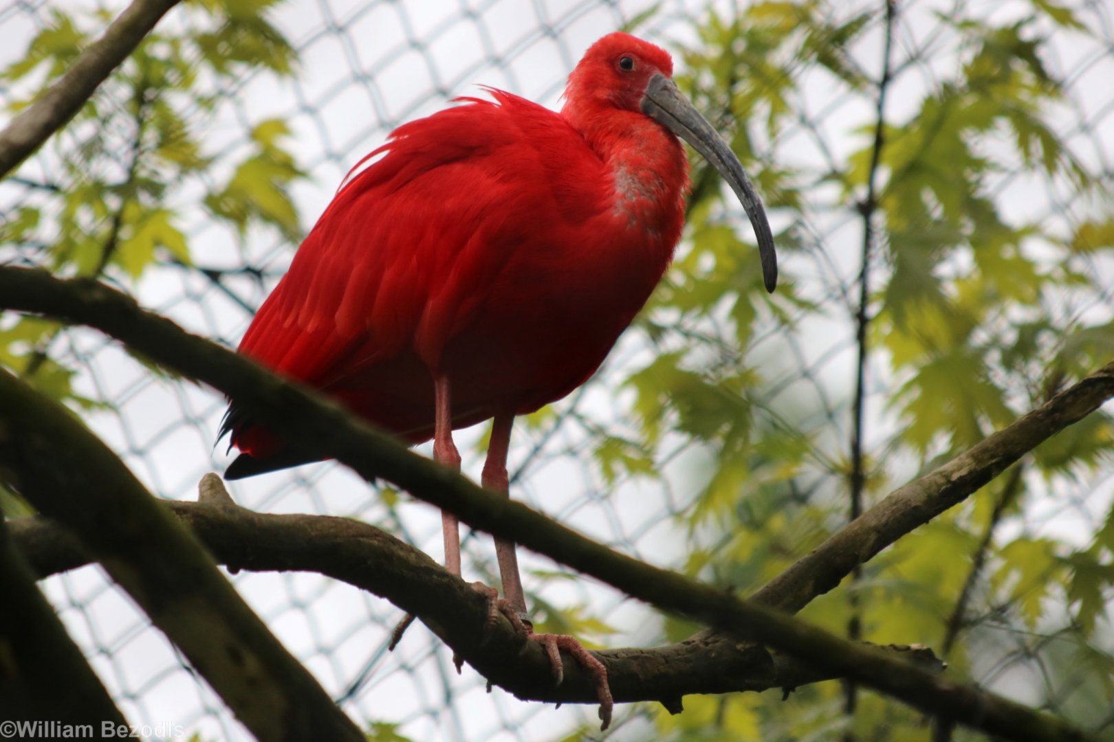Scarlet Ibis