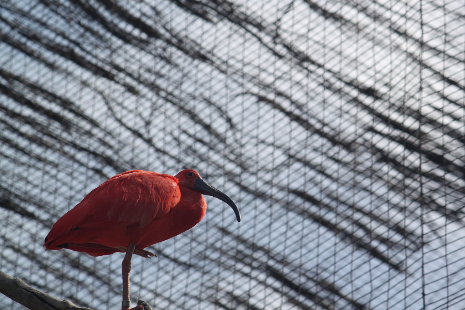 Scarlet ibis