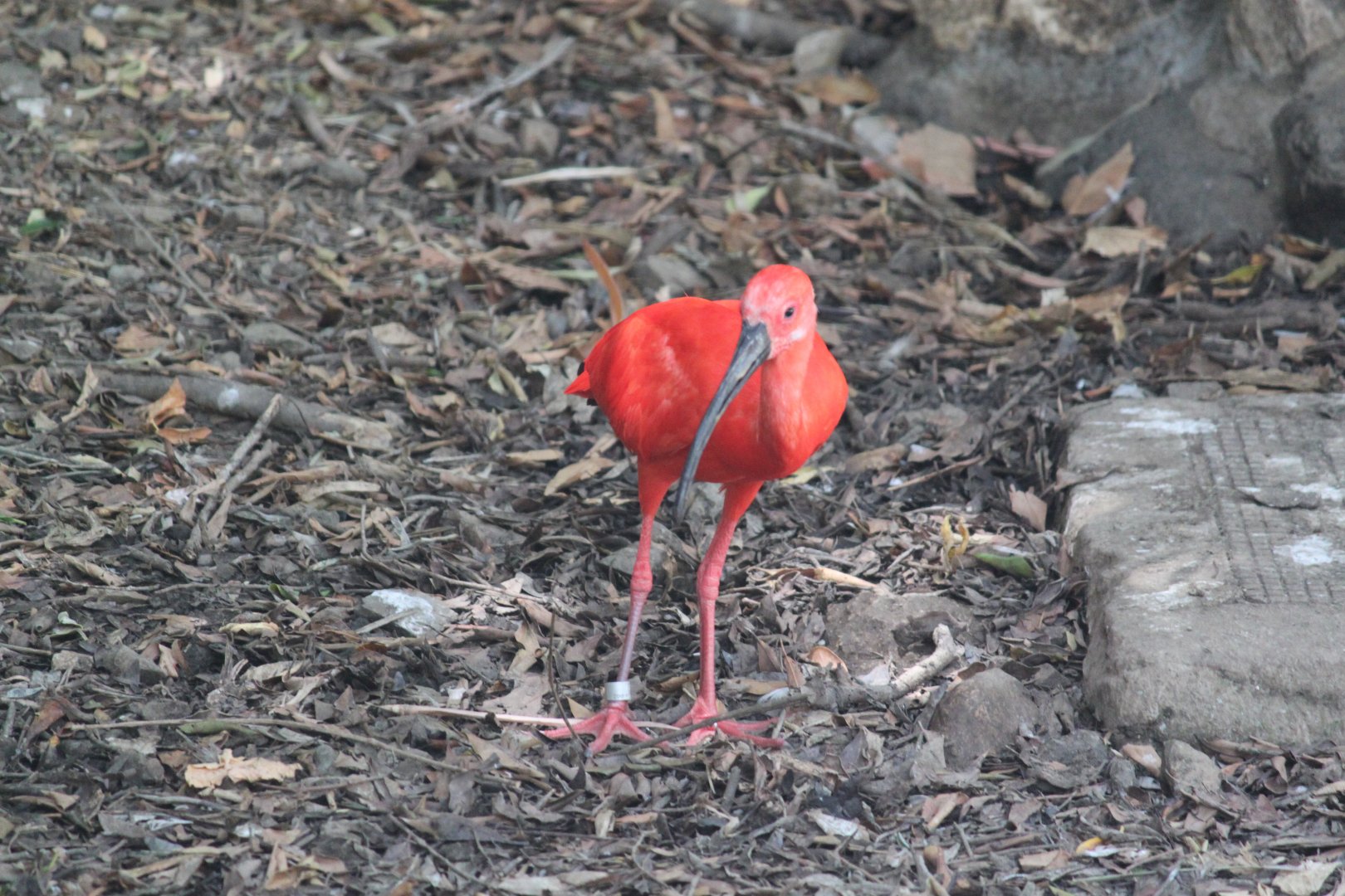 Scarlet ibis