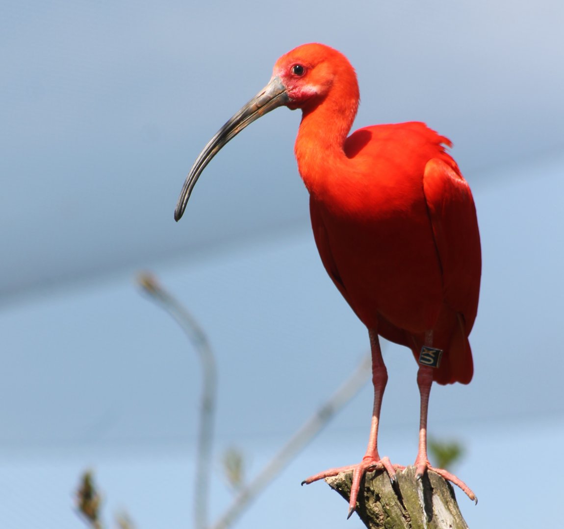 Scarlet ibis