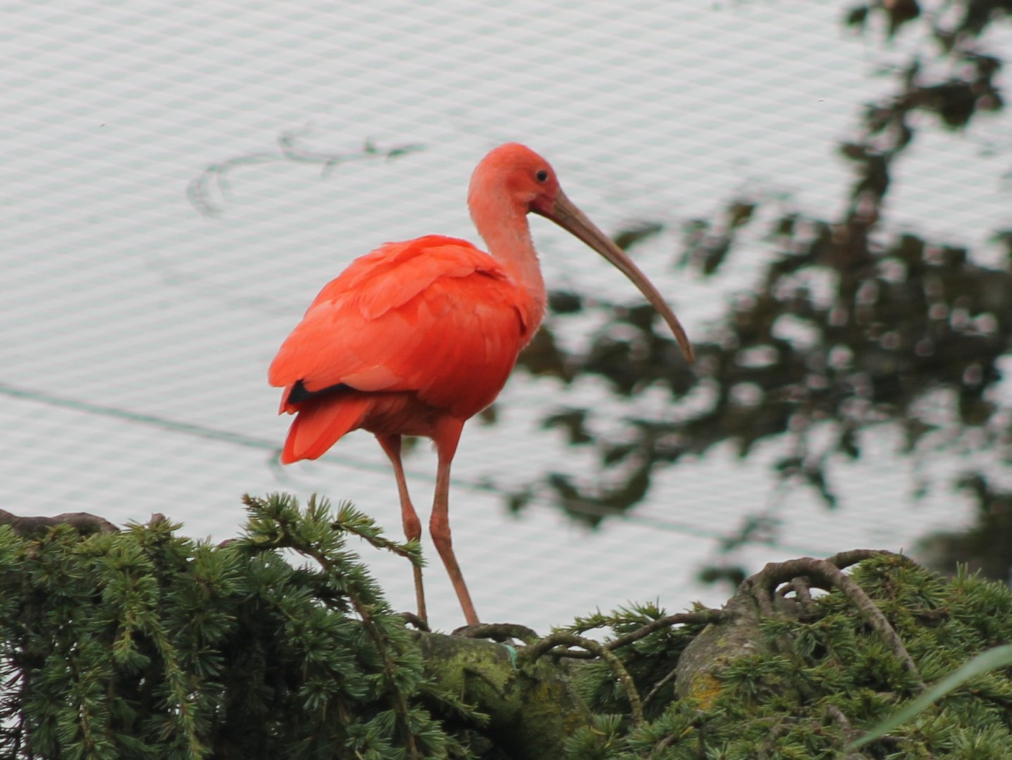 Scarlet ibis