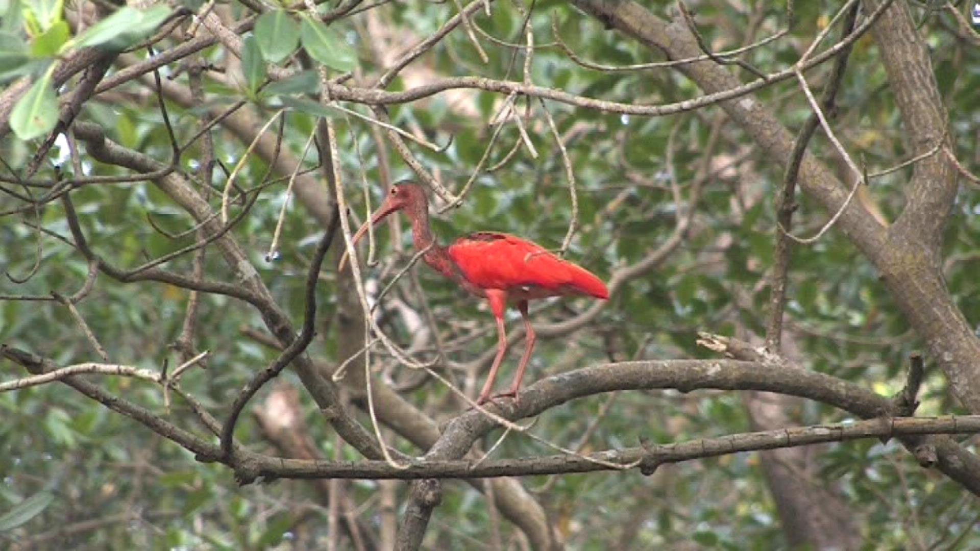 Scarlet ibis