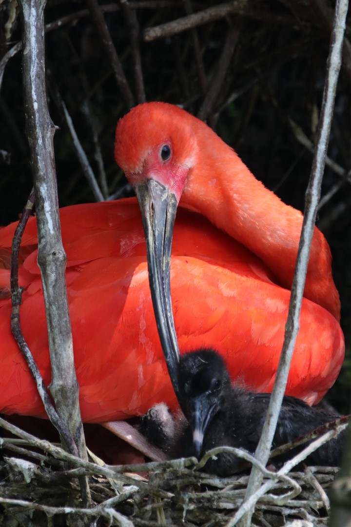 Scarlet ibis