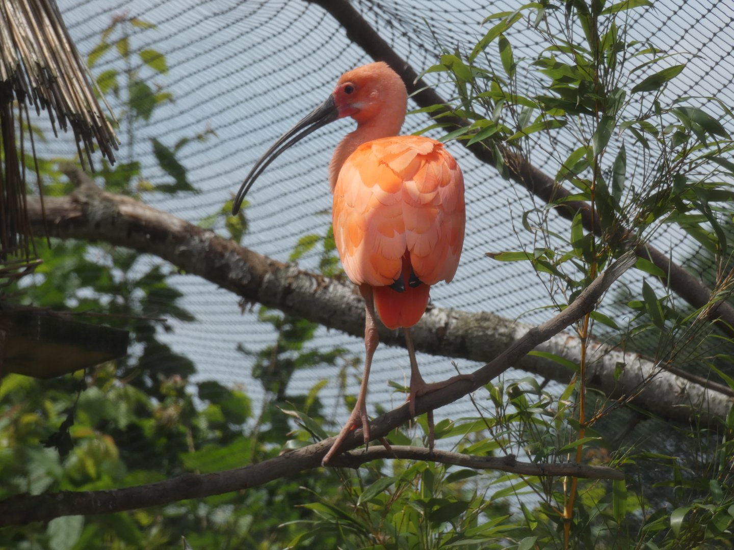 Scarlet Ibis
