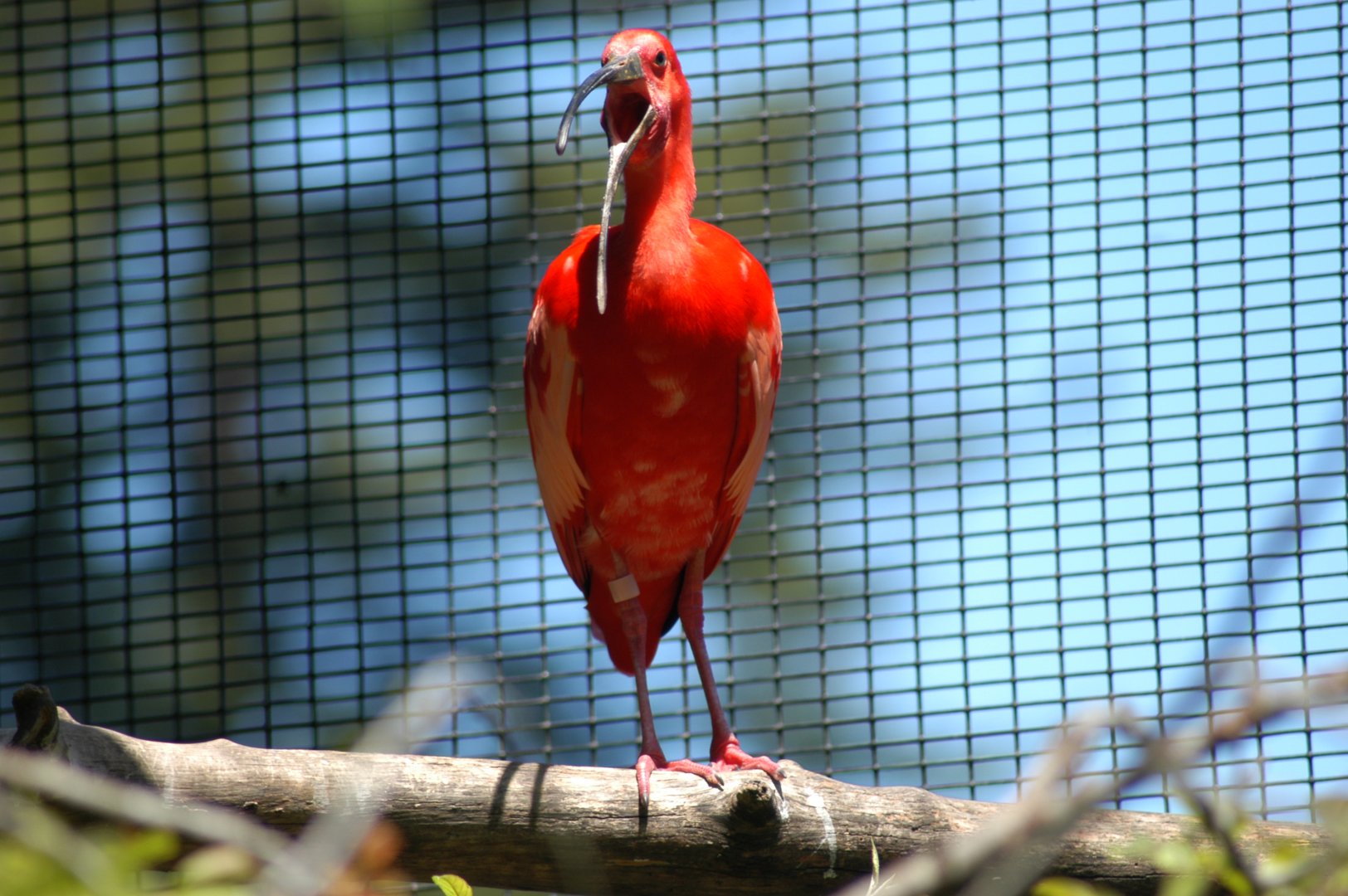 Scarlet Ibis