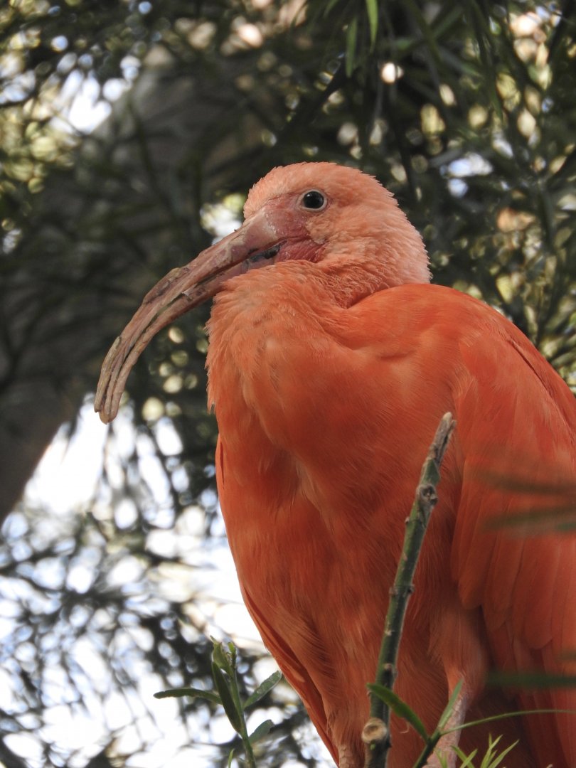 Scarlet Ibis