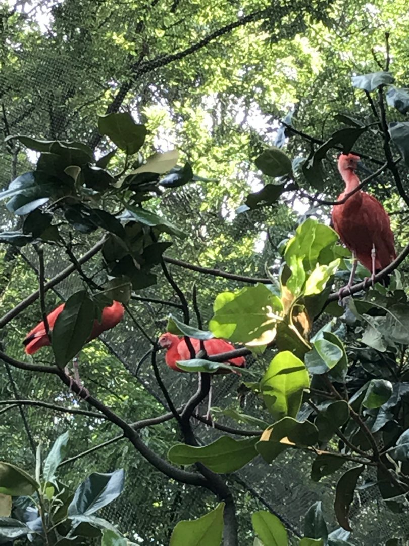 Scarlet ibis