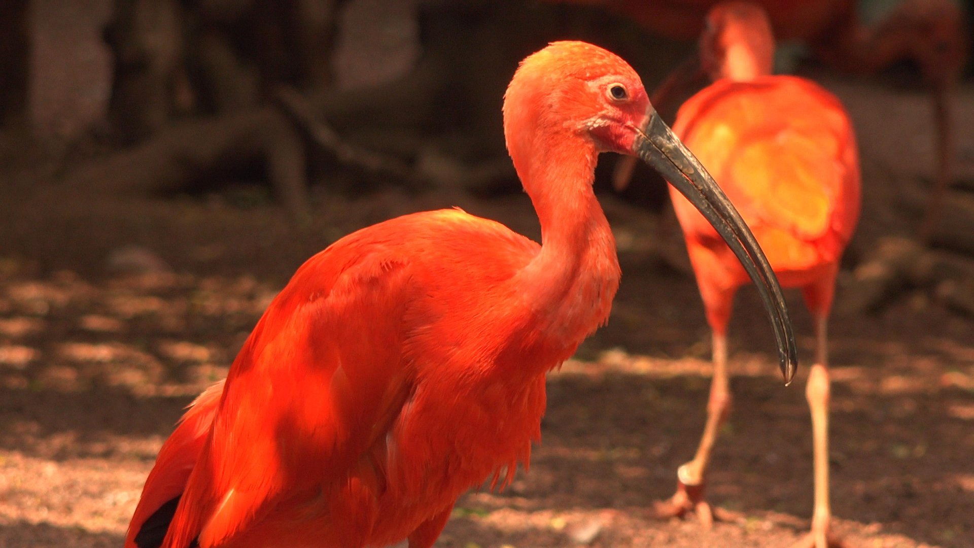 Scarlet Ibis