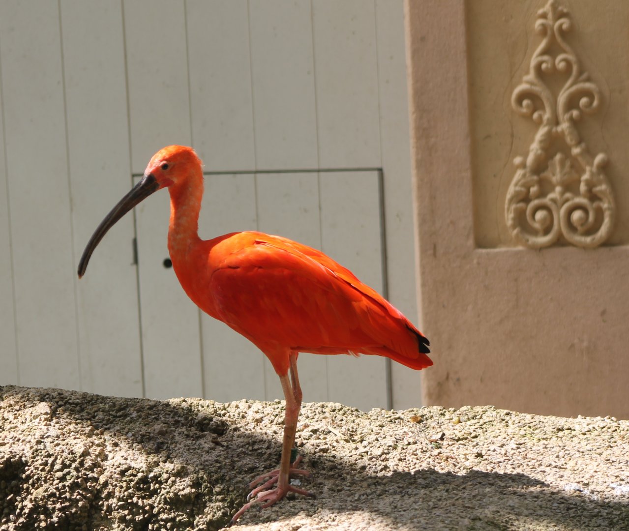 Scarlet ibis