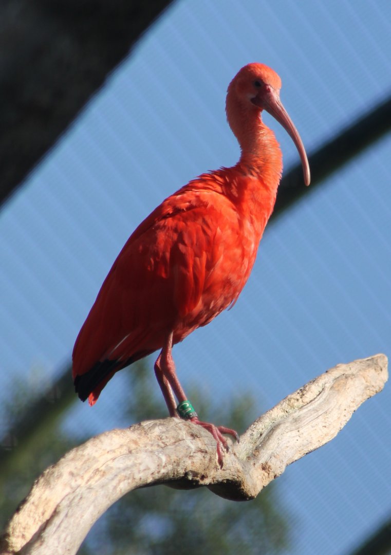 Scarlet ibis
