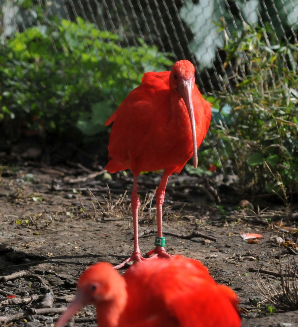 Scarlet Ibis