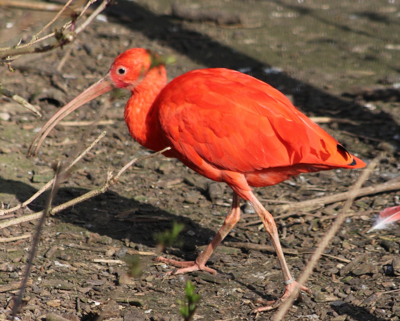 Scarlet ibis