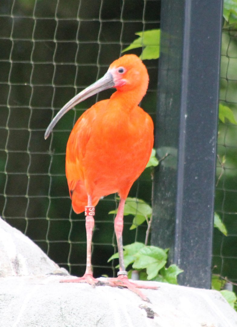 Scarlet ibis