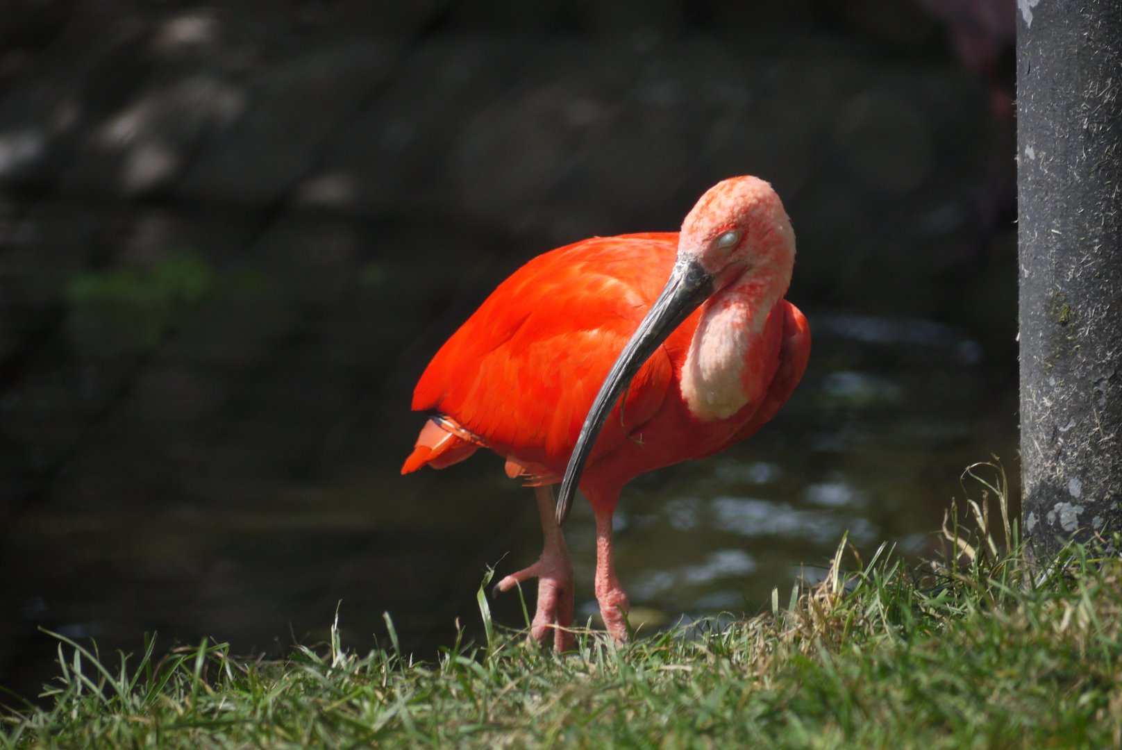 Scarlet Ibis