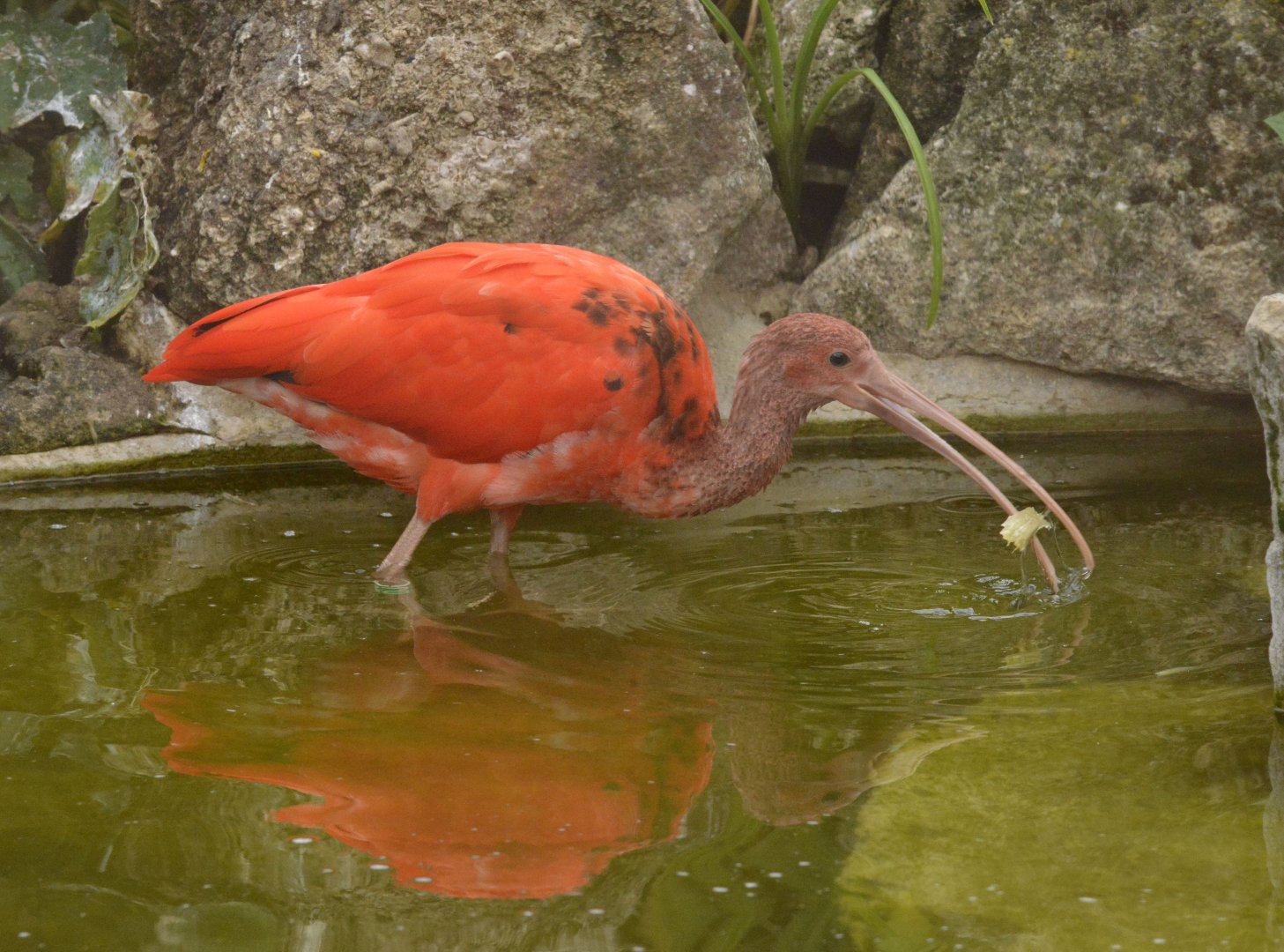 Scarlet ibis