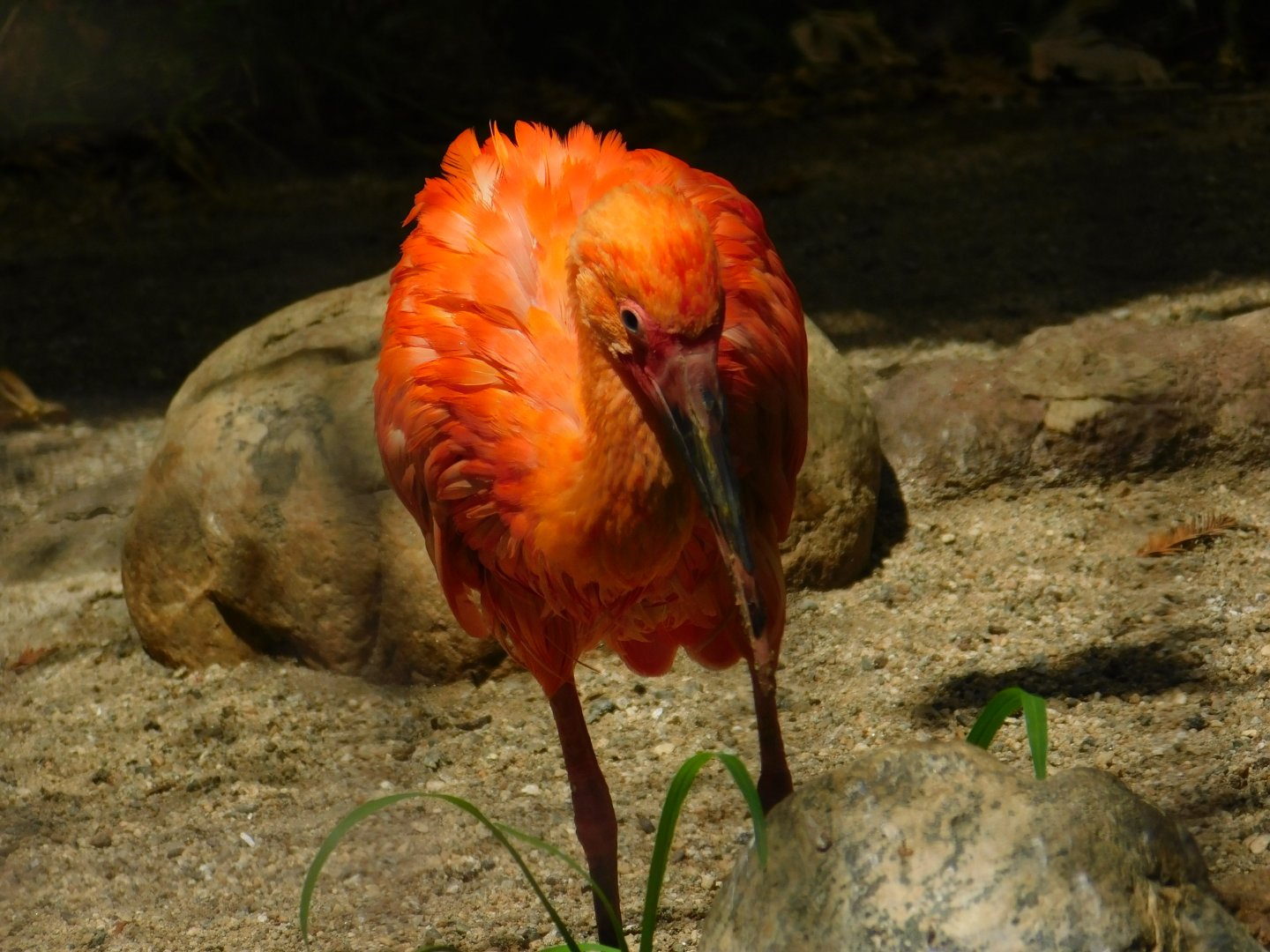Scarlet Ibis