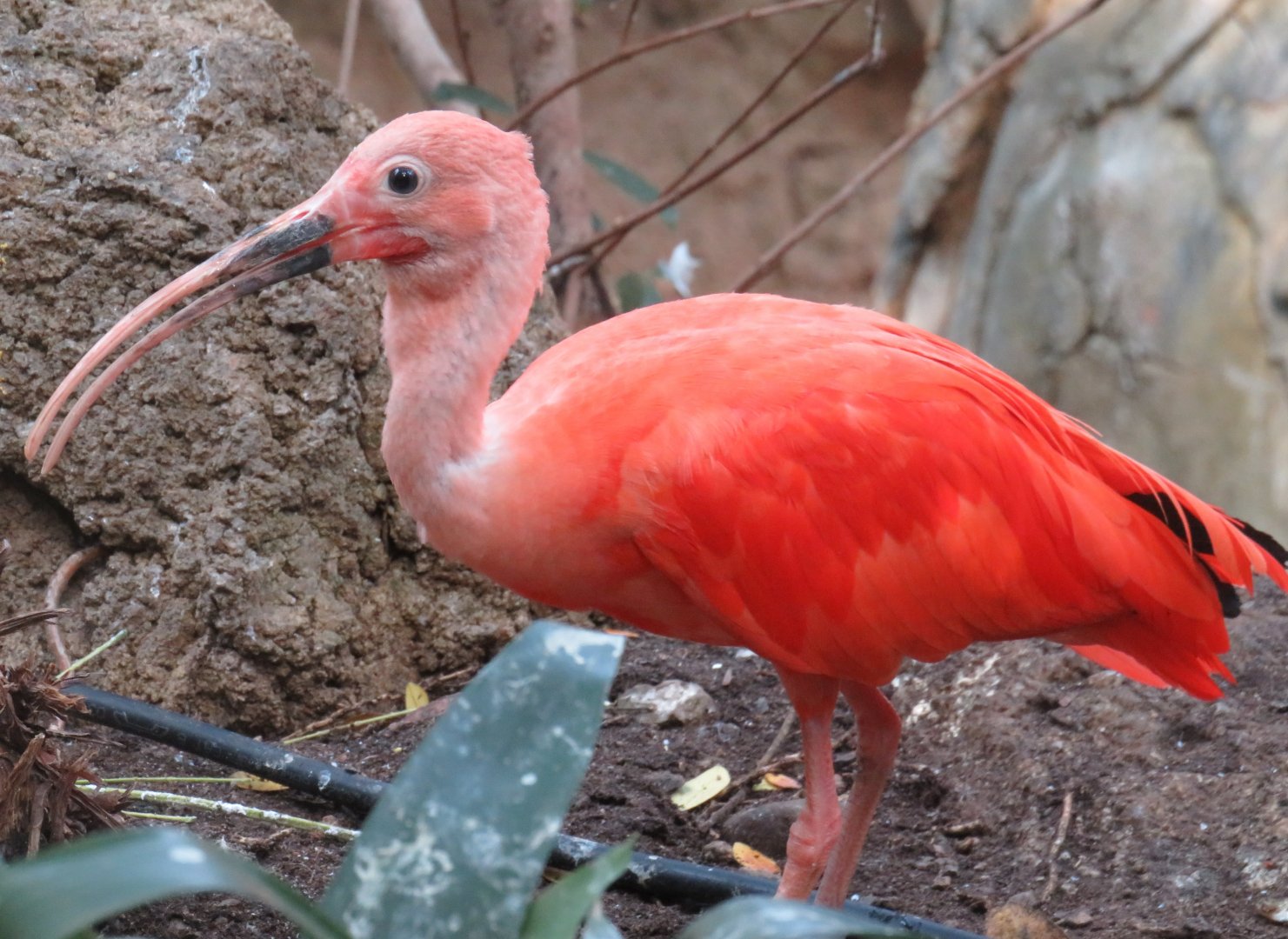 Scarlet ibis