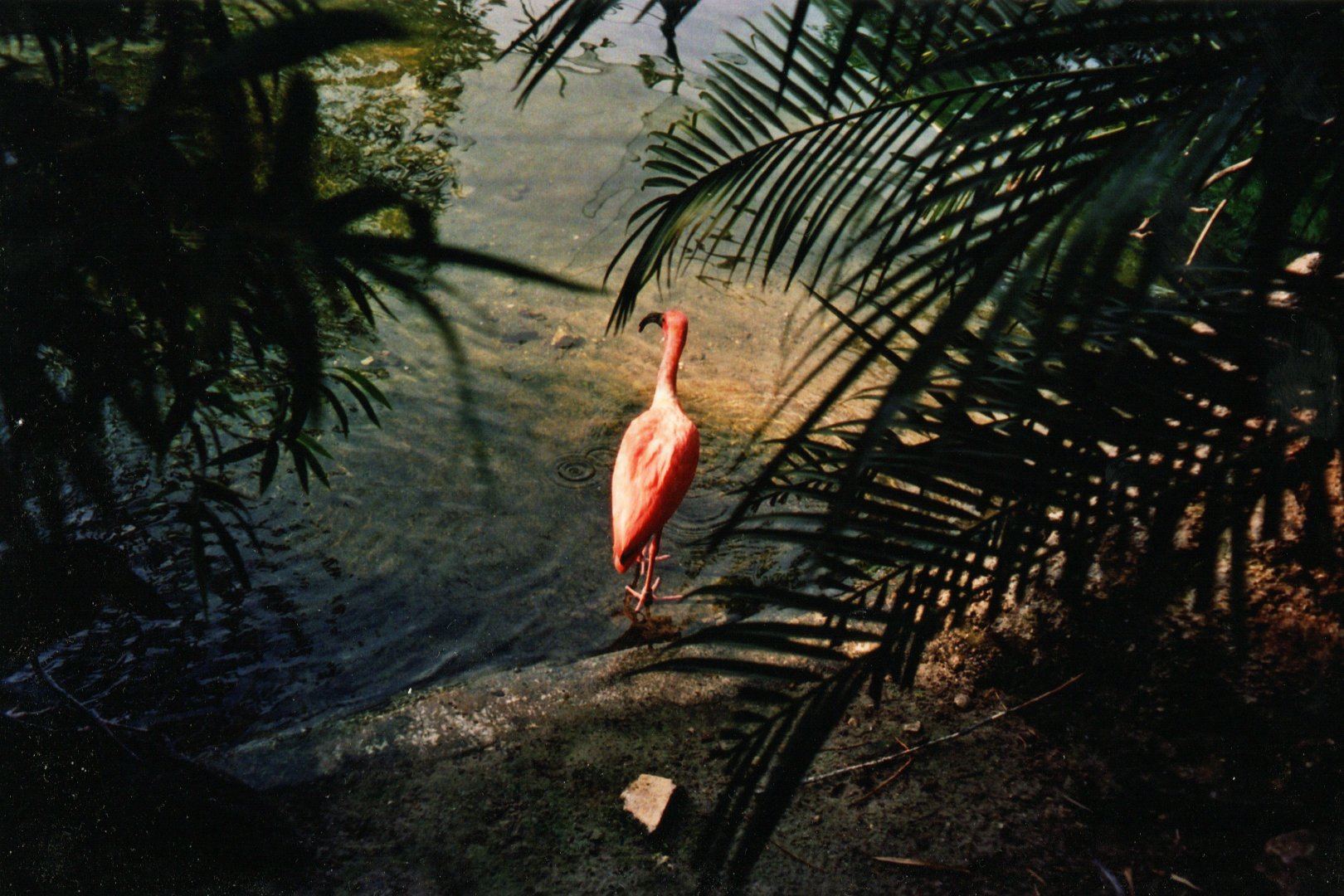 Scarlet Ibis