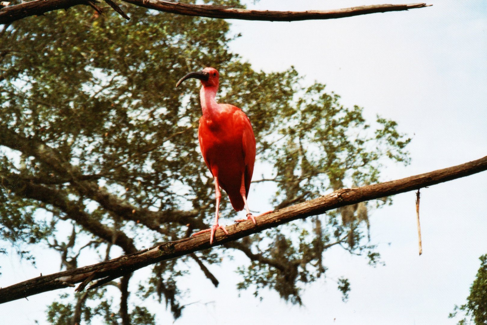 Scarlet Ibis