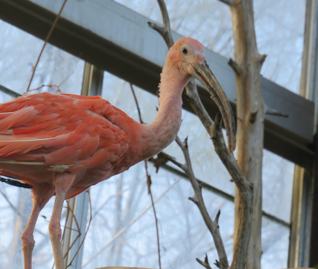 Scarlet ibis