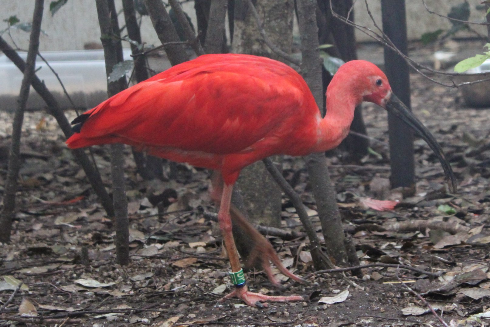 Scarlet ibis
