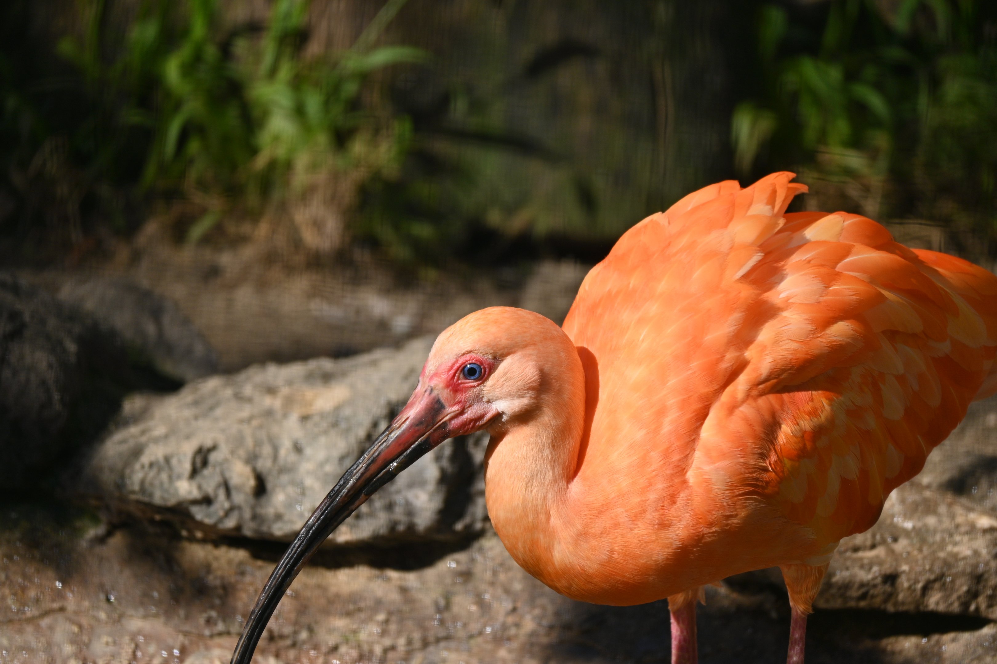 Scarlet Ibis