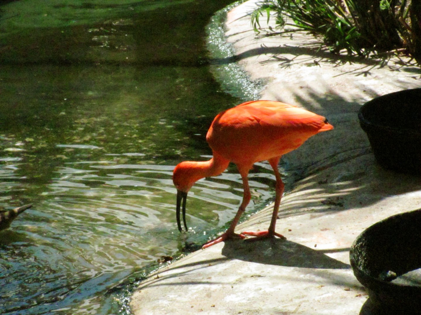 Scarlet Ibis