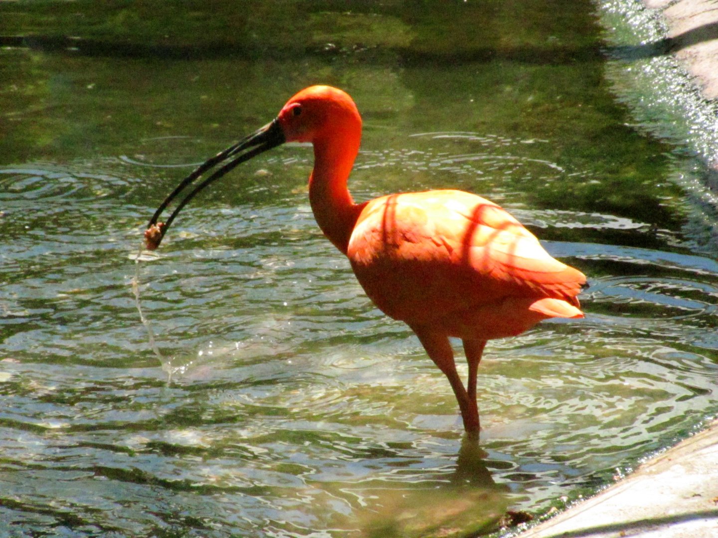 Scarlet Ibis