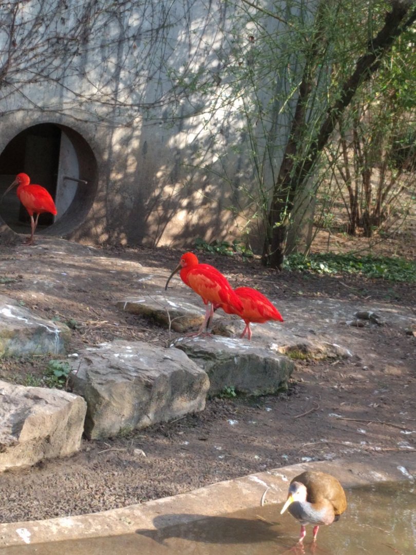 Scarlet Ibis