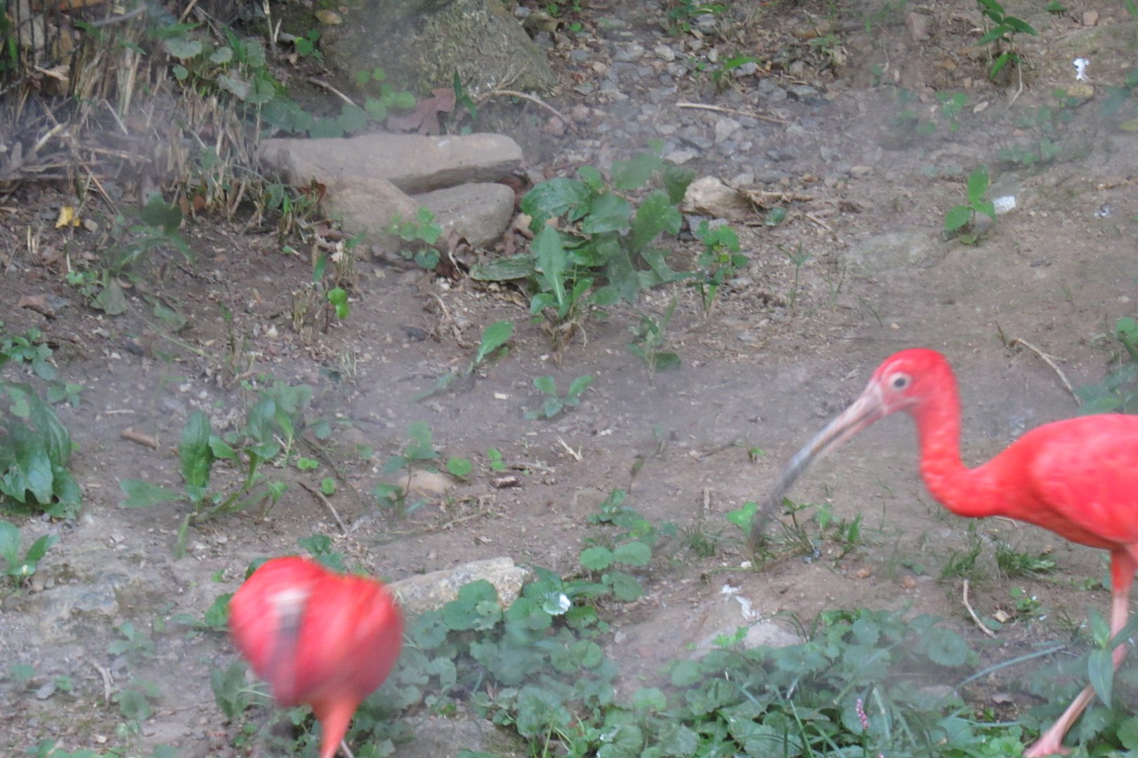 scarlet ibis