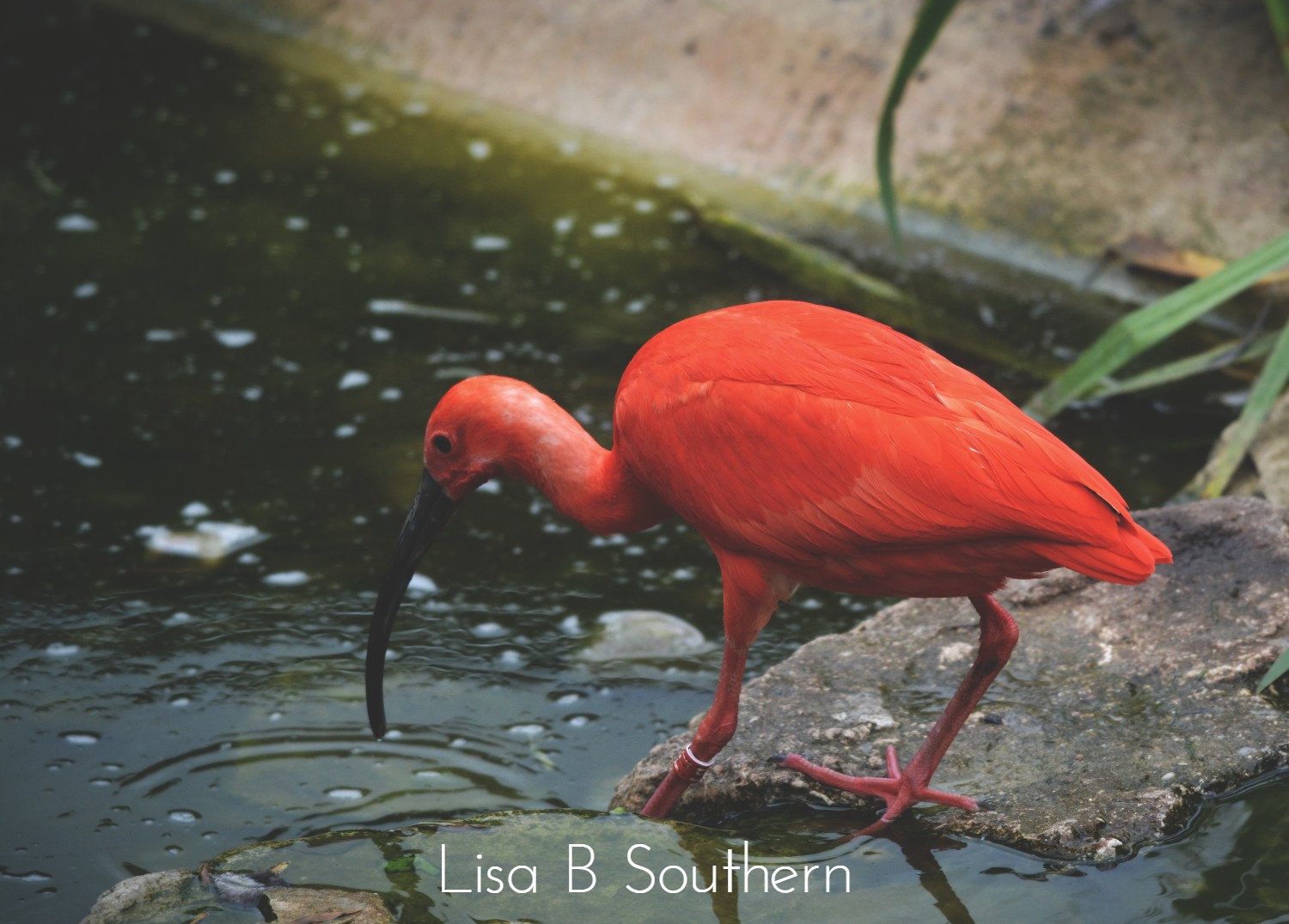 scarlet ibis