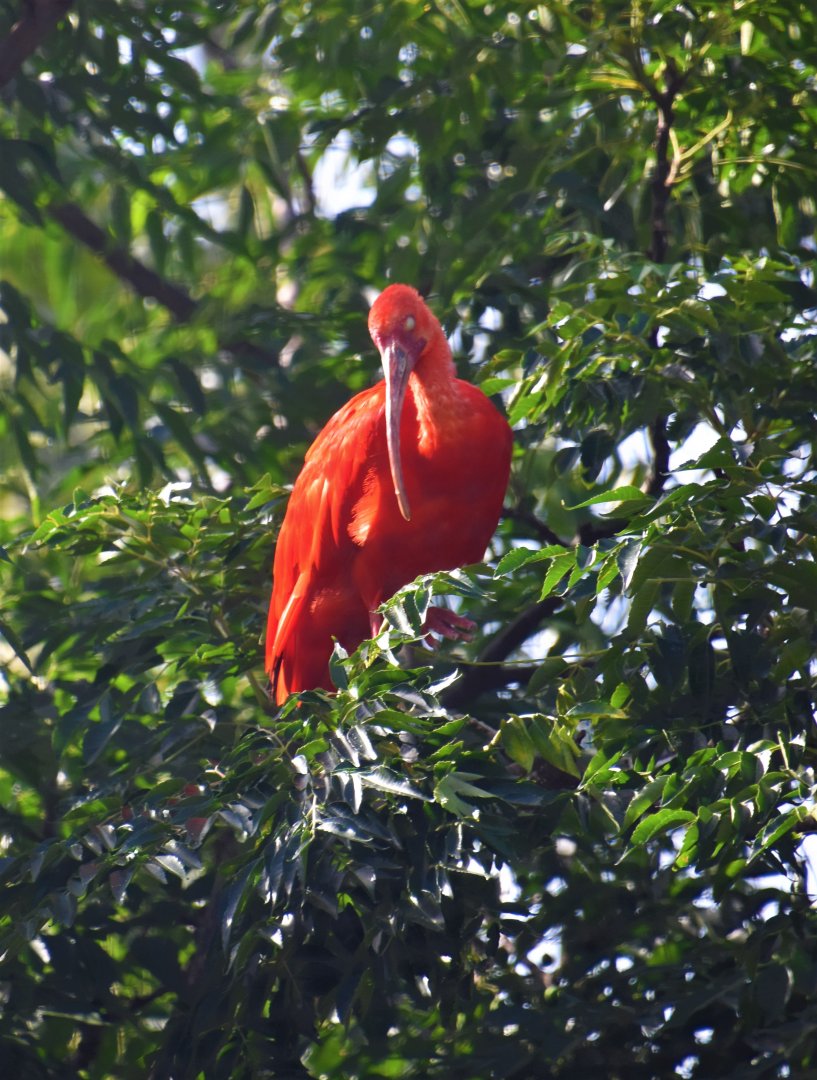 Scarlet Ibis