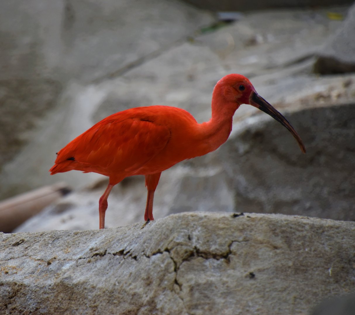 Scarlet ibis