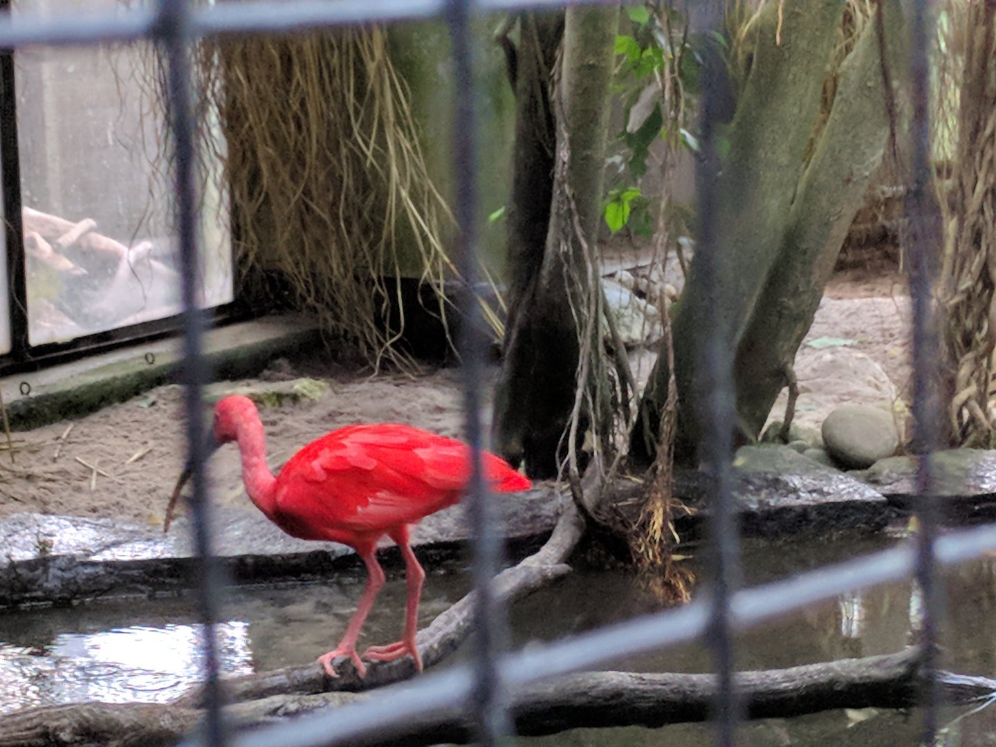 Scarlet Ibis