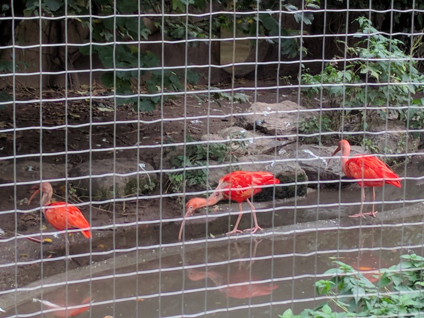 Scarlet Ibis
