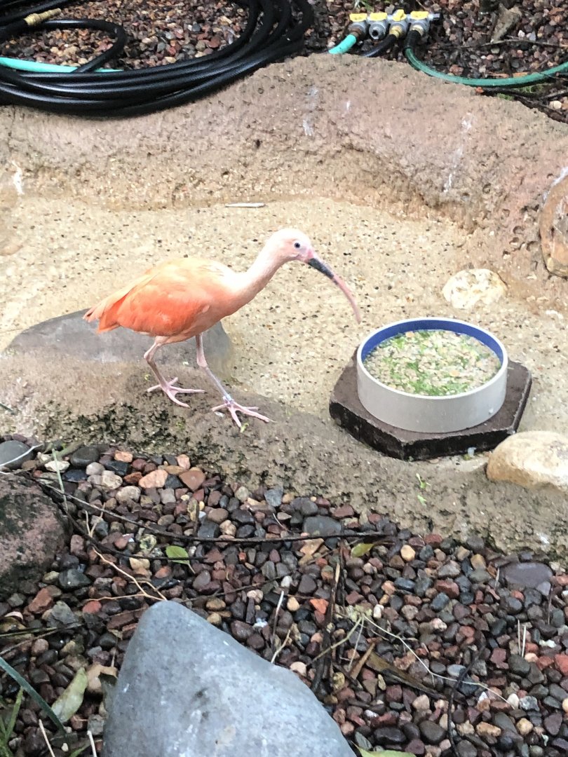Scarlet Ibis