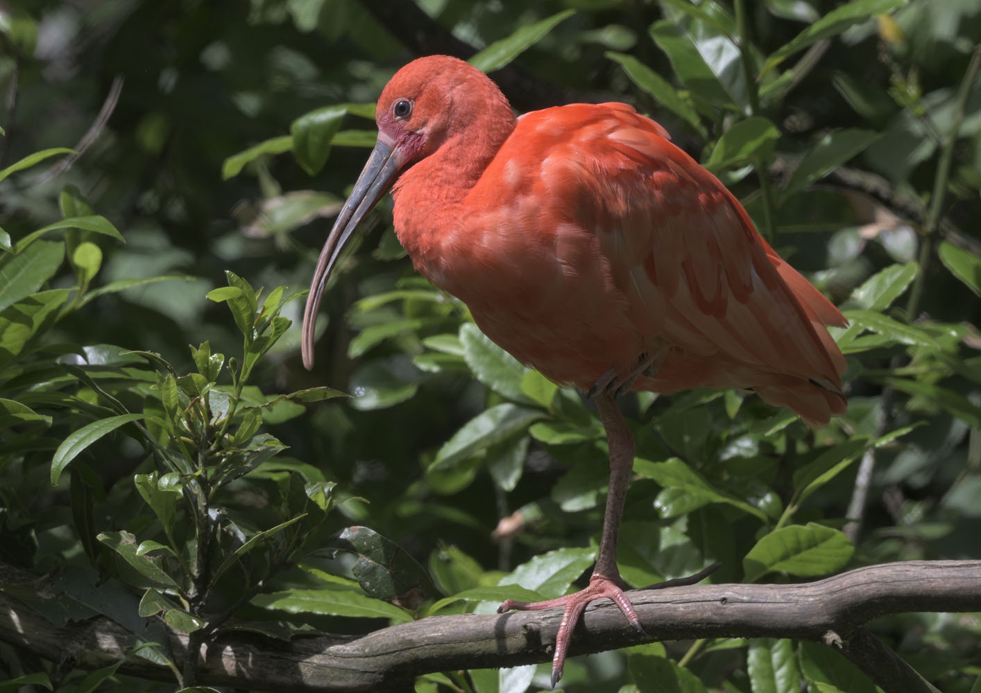 Scarlet ibis