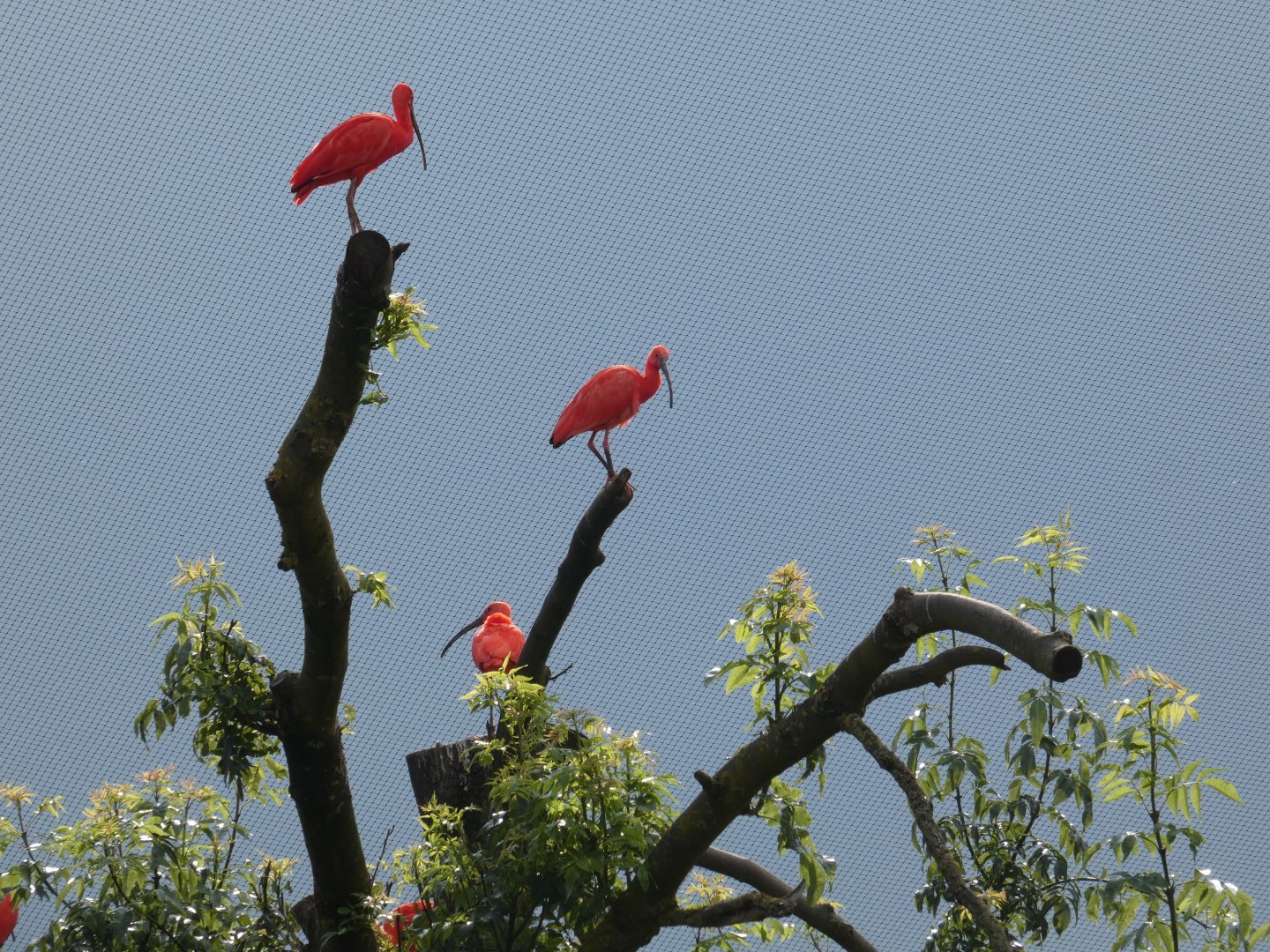 Scarlet ibis