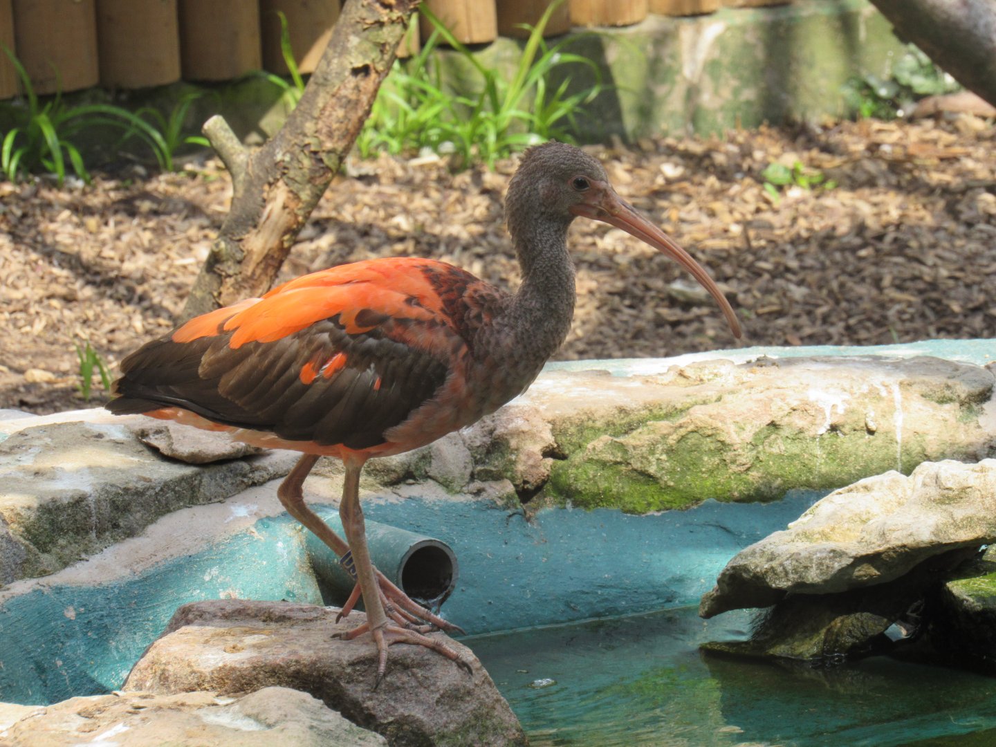 Scarlet Ibis