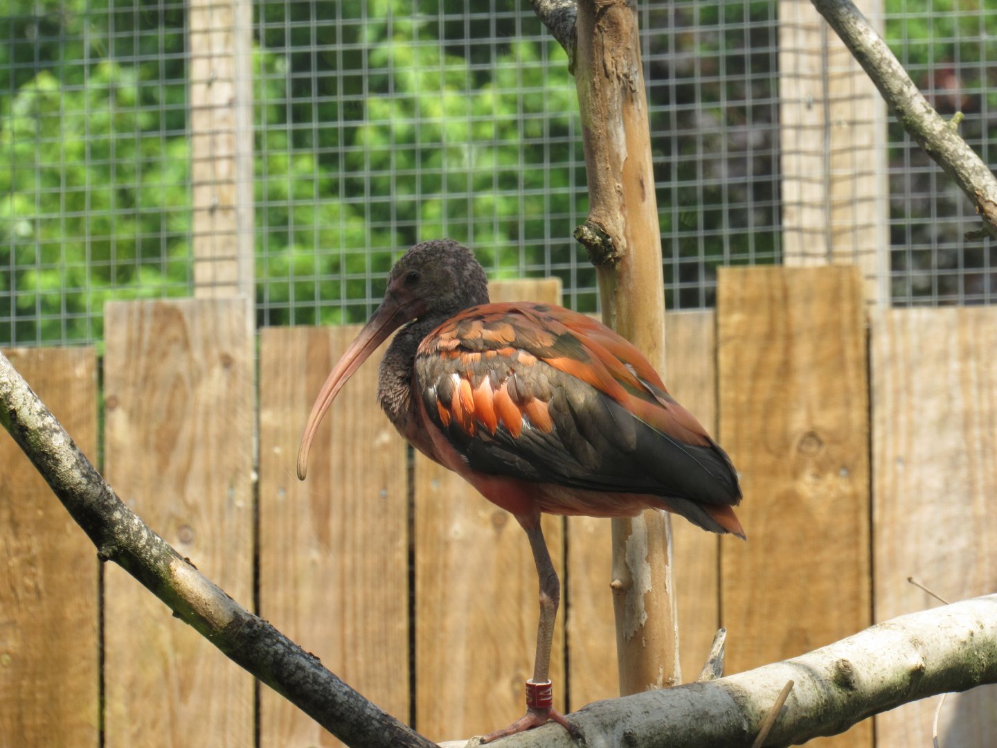 Scarlet Ibis